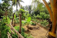 Vegetable Garden